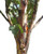 Homegrown Packet Birch Seeds  Tree Seeds  Chinese Paper Birch Tree  80