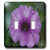 3dRose lsp 21622 2 Purple Petunia Double Toggle Switch