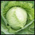 Cabbage Seeds  Copenhagen Market    Cabbage Seeds for Planting Outdoor Gardens   Heirloom   Non GMO   Planting Instructions Included  6 Grams Approx 1000 Seeds