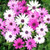 Outsidepride Osteospermum Ecklonis Flower Seed Mix   100 Seeds