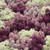 Outsidepride Alyssum Mulberry Mix   1000 Seeds