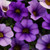 Outsidepride Denim Calibrachoa Flower Seeds   10 Seeds