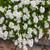 Outsidepride Candytuft Iberis Sempervirens Plant Seed   1000 Seeds