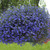 Outsidepride Blue Carpet Lobelia Plant Flower Seeds   5000 Seeds