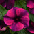 Outsidepride Tattoo Black Cherry Vinca Ground Cover Seed   50 Seeds