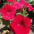 Outsidepride Petunia Grandiflora Red   250 Seeds
