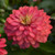 Outsidepride Zinnia Zahara Double Salmon Flower Seeds   50 Seeds