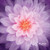Dream Big - Digital Panel -Large Floral -Orchid - by Hoffman Fabrics