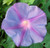 Purple Morning Glory 100 Seeds Ipomoea Nil Easy Grow