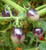 Purple Cherry Tomato 100 Seeds Non GMO Eazy Grow Sweet