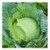 David s Garden Seeds Cabbage Early Jersey Wakefield 6632  Green  200 Non GMO  Heirloom Seeds