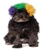 Rubie s Mardi Gras Afro Pet Wig  Medium Large  Multicolor
