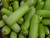 Stonysoil Seed Company Asian Heirloom Bottle Gourd Seeds  NAM Tao Yo