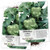 Seed Needs  Calabrese Broccoli  Brassica oleracea  Twin Pack of 500 Seeds Each Non GMO