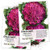 Seed Needs  Purple Sicily Cauliflower  Brassica oleracea  Twin Pack of 100 Seeds Each Non GMO