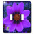 3dRose lsp 5984 2 Purple Cosmos Flower At Dusk Double Toggle Switch  Multicolor