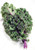 Red Russian Kale   1000  Heirloom Seeds  Non GMO