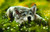 SunsOut No Worries 550 Pc Jigsaw Puzzle
