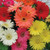 Outsidepride Gerbera Daisy Flower Seed Mix   200 Seeds