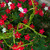Outsidepride Cypress Vine Seed Mix   200 Seeds