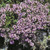 Outsidepride Mother of Creeping Thyme Ground Cover Plant Seeds   10000 Seeds