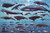 Laminated Whales Educational Chart Mammals Ocean Classroom Print Poster 24x36