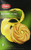 Dare Cookie Lemon Creme  Pack of 2 net wt 10 2oz  290g