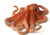 MOJO Octopus Realistic International Wildlife Hand Painted Toy Figurine