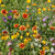 Outsidepride Southwest Wildflower Seed Mix   1 4 LB Outsidepride Southwest Wildflower Seed Mix   1 4 LB