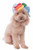 Rubie s My Little Pony Rainbow Dash Hood Pet Costume  Medium Large