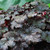 Perennial Farm Marketplace Heuchera x  Plum Pudding   Coral Bells  Perennial  Size 1 Container  Shiny Dark Purple Foliage