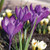 Burpee Barr s Purple Crocus   15 Large Flowering Fall Bulbs for Planting  Easy to Bloom