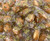 Sunny Island Primrose Double Honey Bee Filled  Hard Candy Bulk   2 Pound Bag