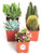 Shop Succulents   Assorted Live Plants  Hand Selected Variety Pack of Mini Succulents   Collection of 5 in 2 pots