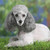 Poodle Calendar 2021   Dog Breed Calendar   Wall Calendar 2020 2021
