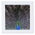 3dRose qs 11552 1 Peacock Showing Off His Feathers Quilt Square  10 by 10 Inch