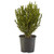 Shrub Wintergreen Boxwood 2 5 Qt  Green Foliage