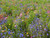 Nature s Seed Northwest Wildflower Blend  1000 sq  ft