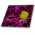 3dRose ct 31034 2 Purple Pompard Daisy 10 a Purple Daisy Ceramic Tile  6 Inch
