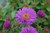 Aster novae angliae  Purple Dome   New England Aster  Perennial  purple flowers  2   Size Container