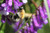 FARMERS DAUGHTERS SEEDS Hairy Vetch Coated 5 LB.