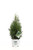 North Pole Arborvitae  Thuja  Live Evergreen Shrub  Green Foliage  1 Gallon