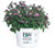 Proven Winners   Spiraea jap  Double Play Artisan  Spirea  Shrub    3   Size Container Proven Winners   Spiraea jap  Double Play Artisan  Spirea  Shrub    3   Size Container
