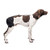 Caldera International Pet Therapy Hip Wrap with Gel  Medium  Black  PET203