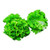 Park Seed Green Ice Lettuce Seeds  Includes 600 Seeds in a Pack