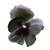 Homegrown Packet Pansy Seeds  175 Seeds  Black Prince Pansy