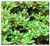 1000 Purslane Seeds Green   Non-GMO   Fresh Garden Seeds 1000 Purslane Seeds Green   Non-GMO   Fresh Garden Seeds