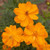 Cosmos Sulphur Dwarf Gold Flower Seeds  100 Premium Quality Seeds 90  Germination Vibrant Bright Gold Color! Exotic Beauty! Isla s Garden Seeds  Cosmos Sulphureus