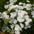 Outsidepride Yarrow White Wildflower - 5000 Seeds