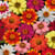 Outsidepride Zinnia Zahara Flower Seed Mix - 50 Seeds